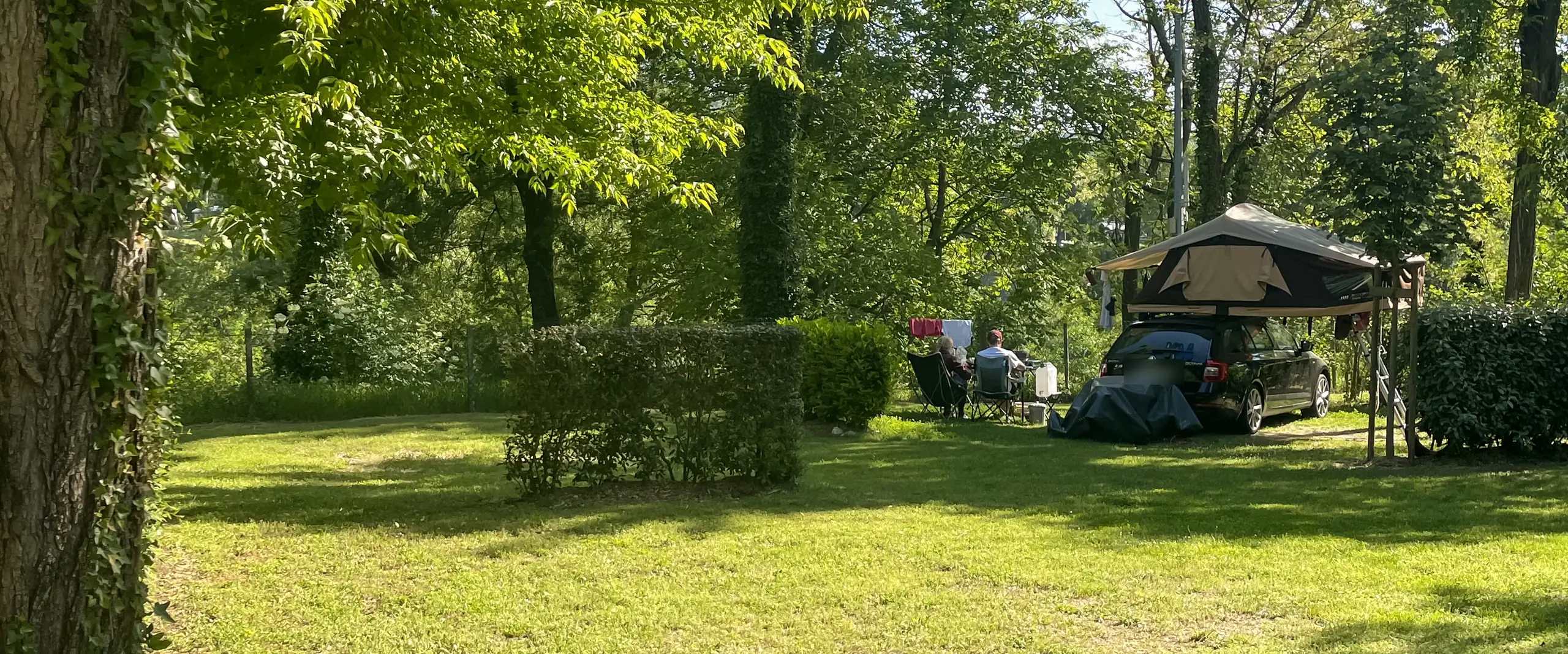 A large grassy camping pitch in the shade of the trees, with a car fitted with a roof tent in the background